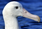 Snowy albatross wandering278 copy.jpg